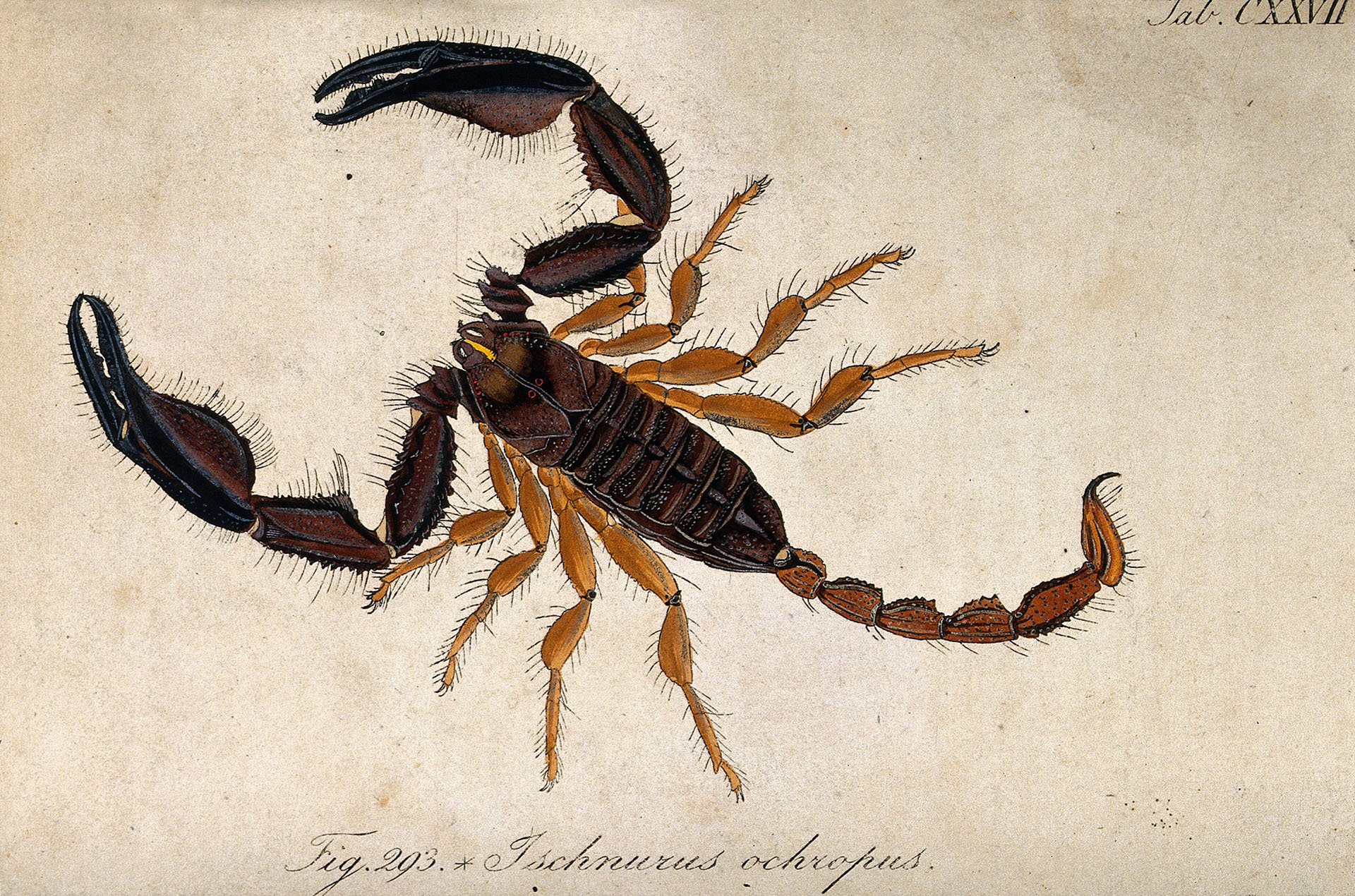 How to Migrate Away from Scorpion