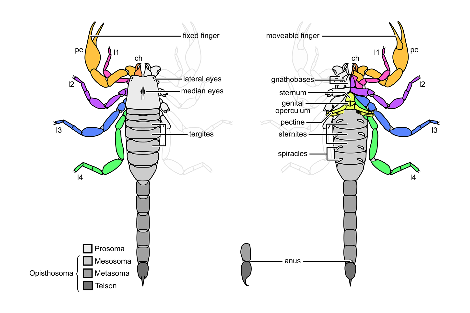 Lawyers: If You Use Scorpion, I Need Your Help
